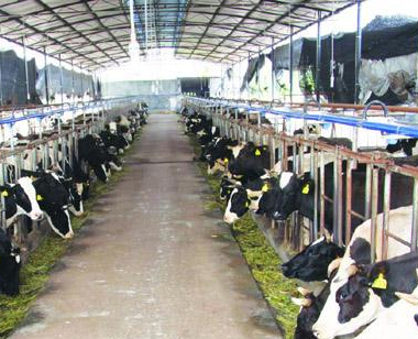 Intelligent animal husbandry management system